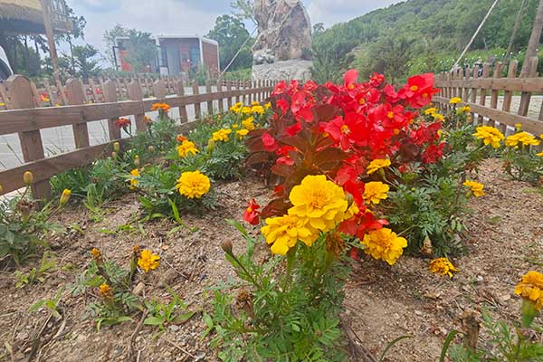 粽叶飘香情意浓，清东陵公墓中祭生命，忆往昔