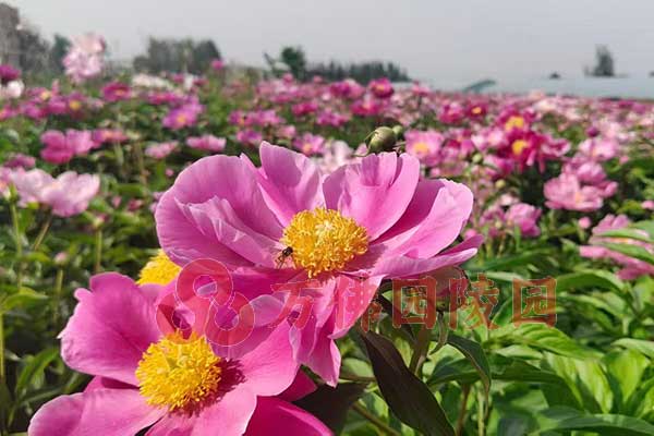 北京万佛园公墓，一方净土，寄托永恒怀念