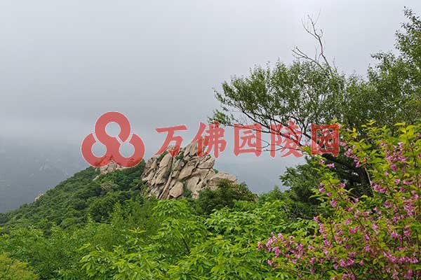北京清东陵万佛园：碧绿如茵，森林中的生命家园与心灵净土